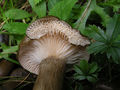 Hygrophorus camarophyllus